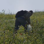 A person crouching in a field, viewed from behind.