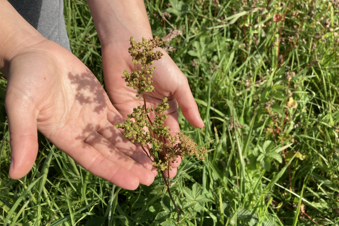 Cupped hands around a plant in a grassy field.