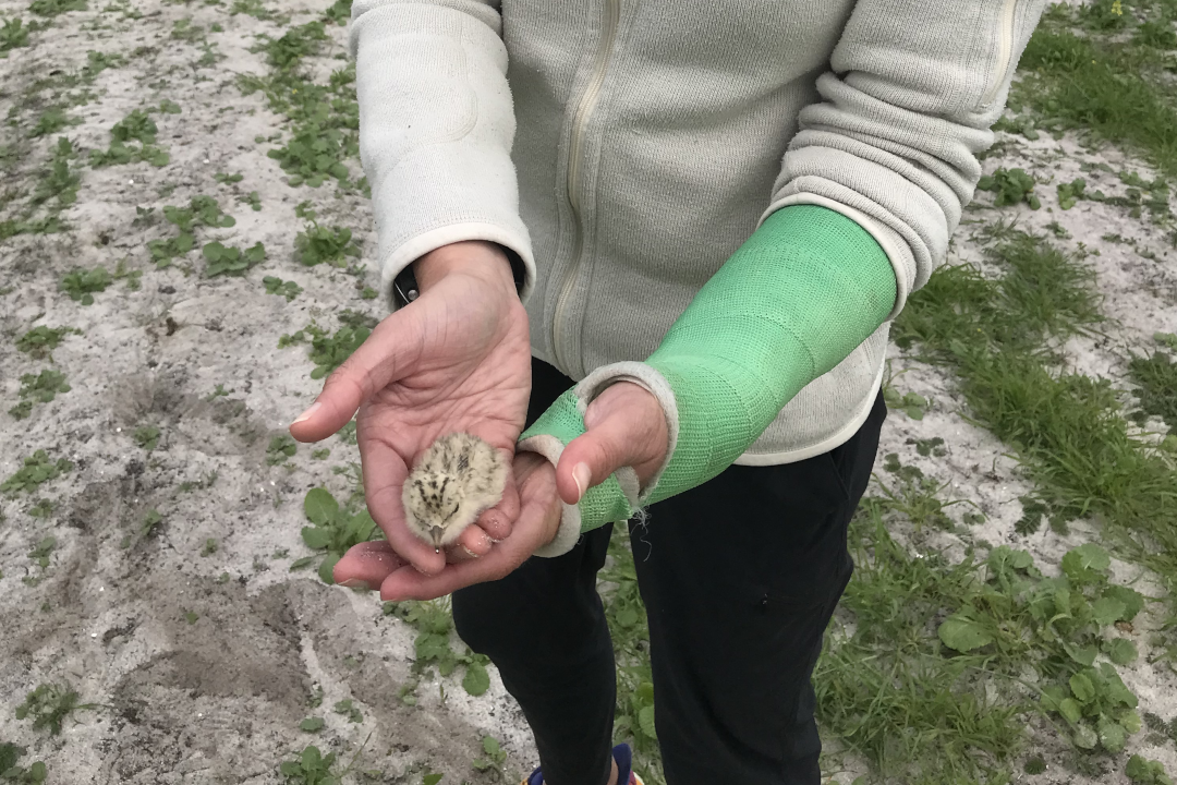In a field, a person holds a baby tern in their hands.