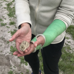 In a field, a person holds a baby tern in their hands.